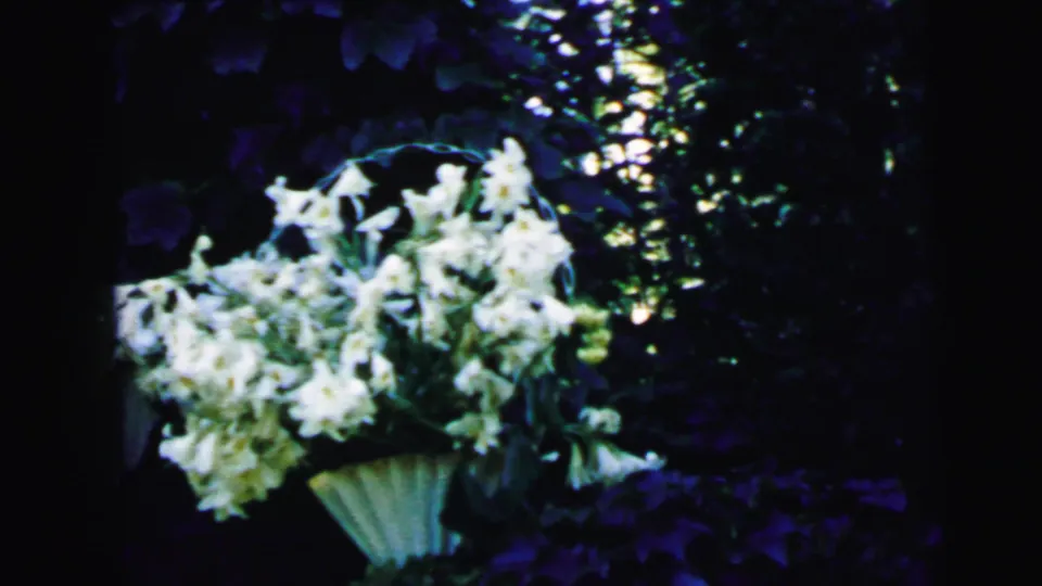 A close garden view shows white lilies in a planter with dense foliage and dappled light.