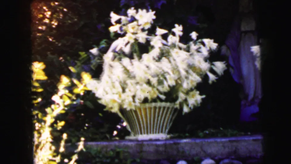 White lilies dominate the frame as the home-movie camera moves closer across the garden basket in Camden, New Jersey.