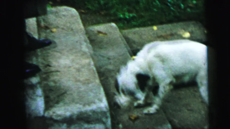 A small light-colored dog moves along the stone steps, with legs partly visible at the left edge of the home-movie frame.