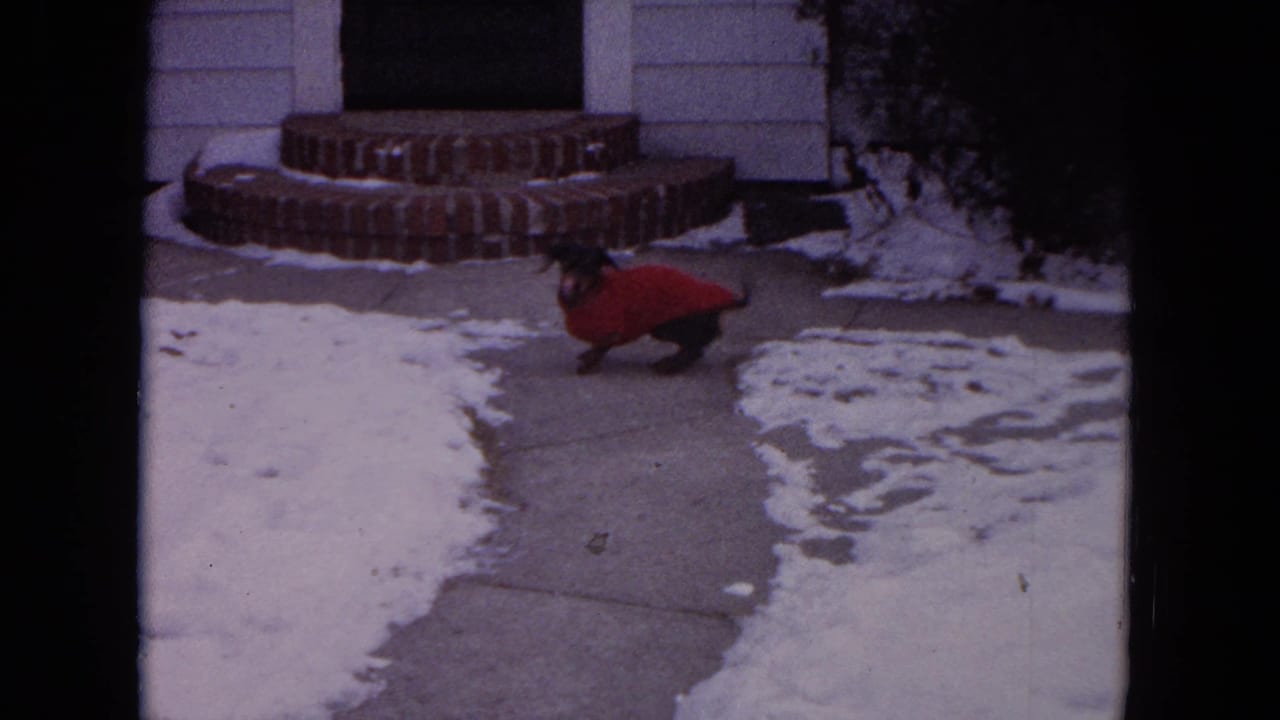 Small dog in a red sweater on a snowy sidewalk near brick front steps.