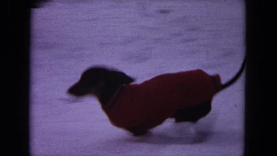 A dachshund in a bright red sweater runs through snow in this 1964 Evanston home-movie frame.