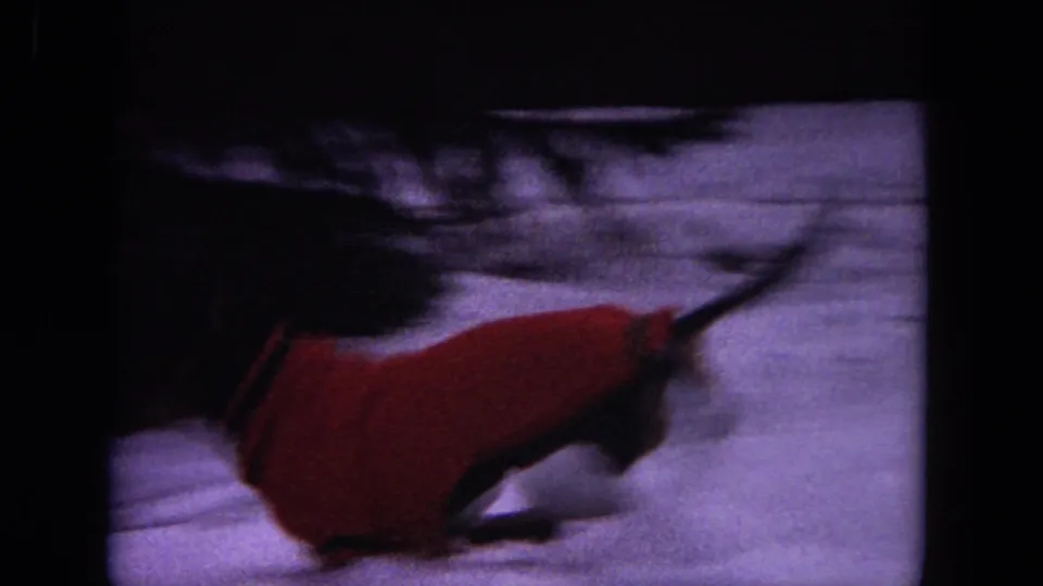 The red-sweatered dachshund continues running through the snowy yard in soft 8mm footage from Evanston, Illinois.