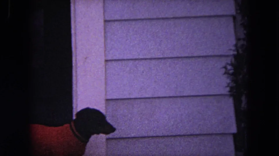 A small dark dog wearing an orange sweater is framed beside white siding and a dark residential entryway in 1964 Evanston footage.