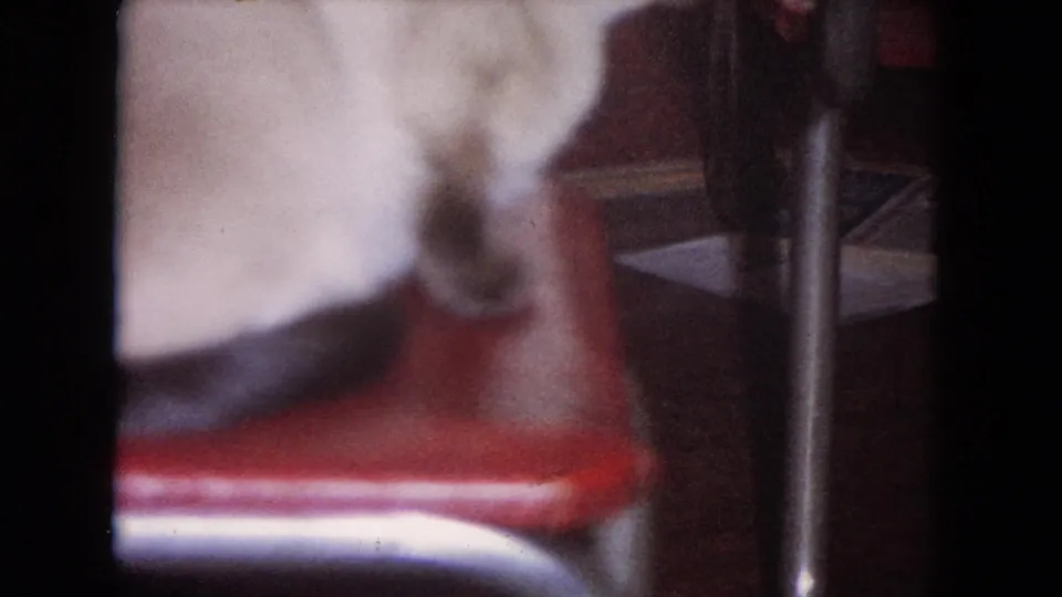1964 Evanston 8mm still with the white cat and red chair dominating the foreground in a dark private interior.