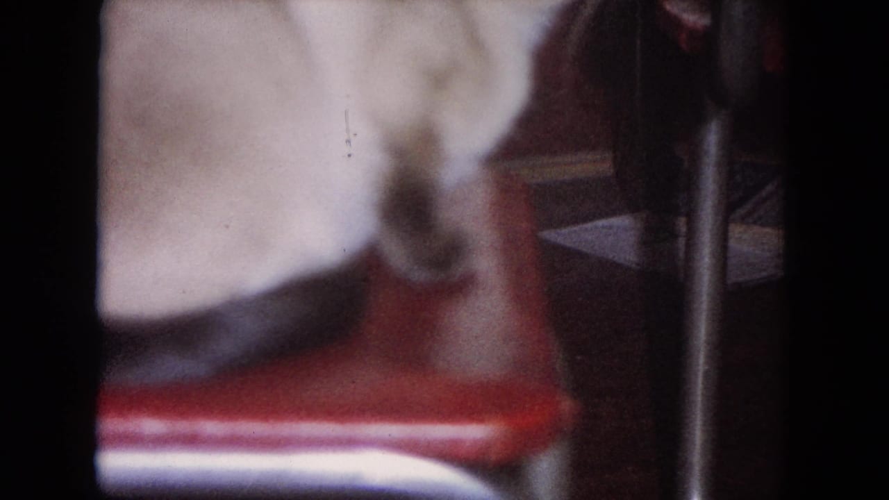 Siamese cat curled on a red vinyl chair in soft focus.