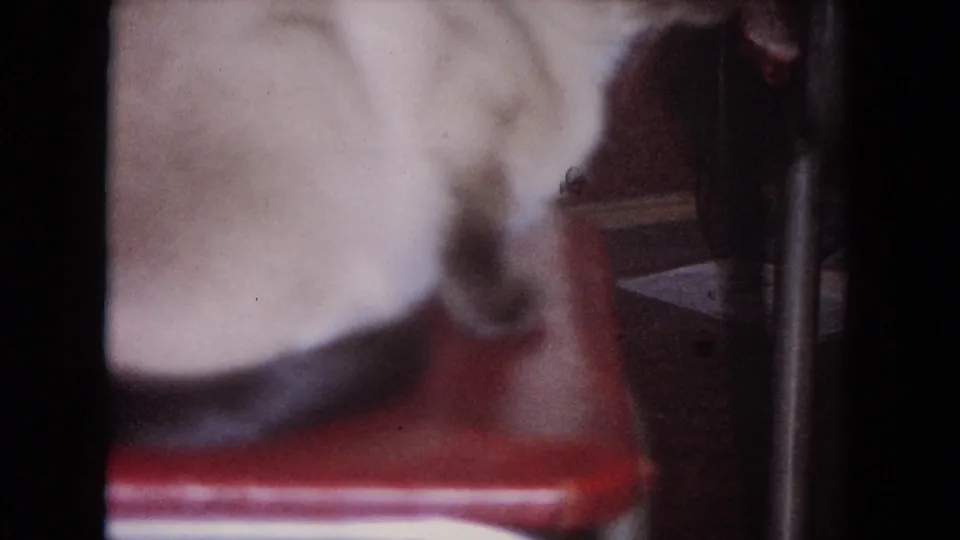 1964 Evanston home-movie frame of a curled Siamese cat on a red vinyl chair, partially obscured by soft focus and framing.