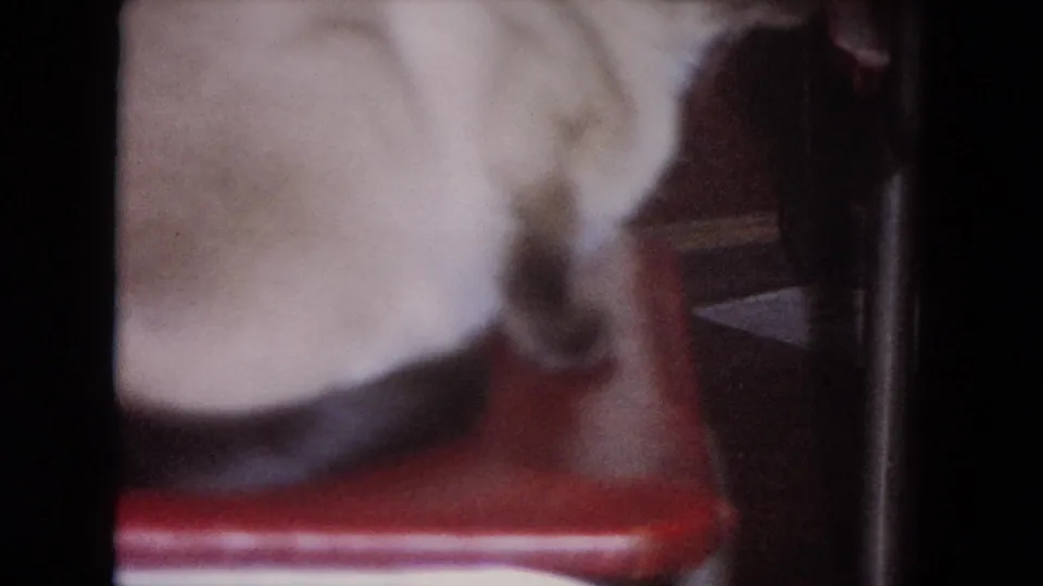 1964 Evanston frame showing the Siamese cat close to the camera on a red vinyl chair, with grain and warm faded color.