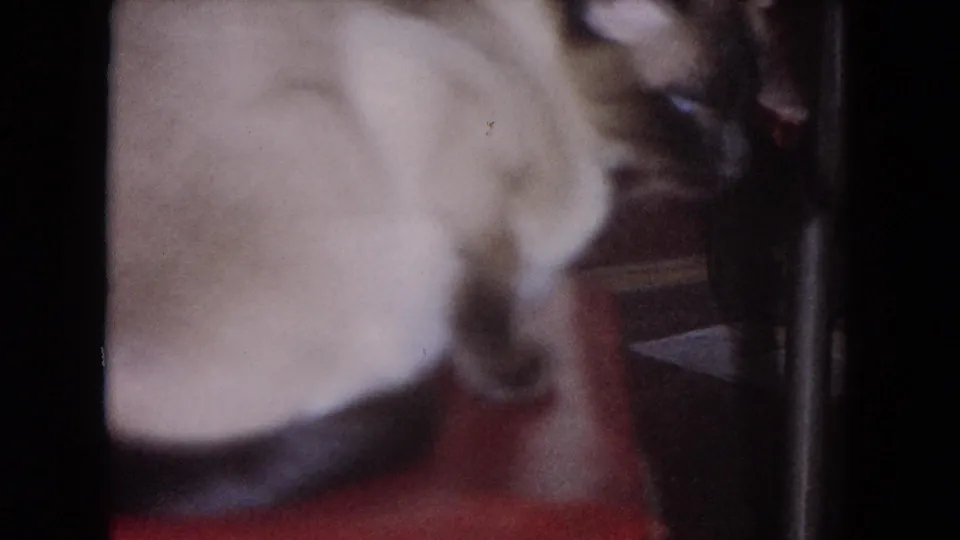 1964 Evanston 8mm frame with a Siamese cat curled on a red chair, dark furniture at right, and visible home-movie grain.
