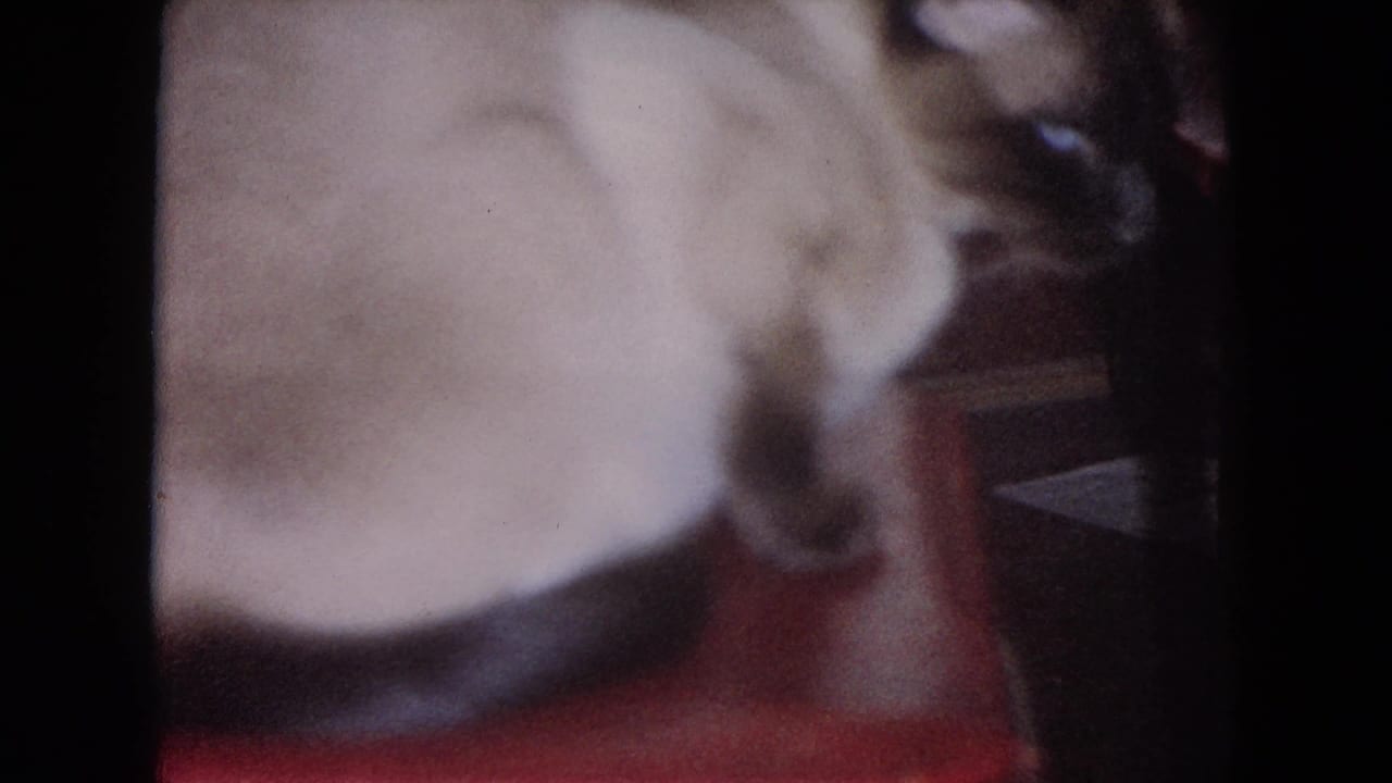 Soft 8mm frame of a Siamese cat resting on a red surface indoors.