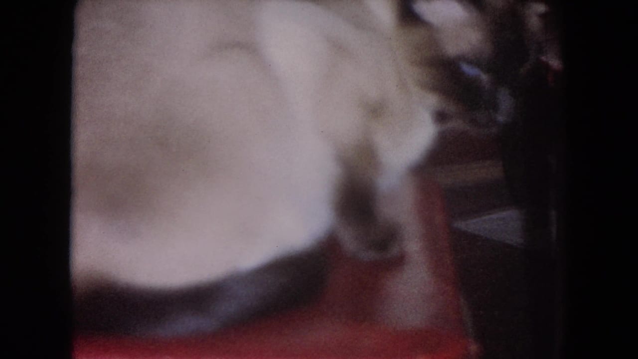 Siamese cat seen close to the camera on a red surface in a dim room.