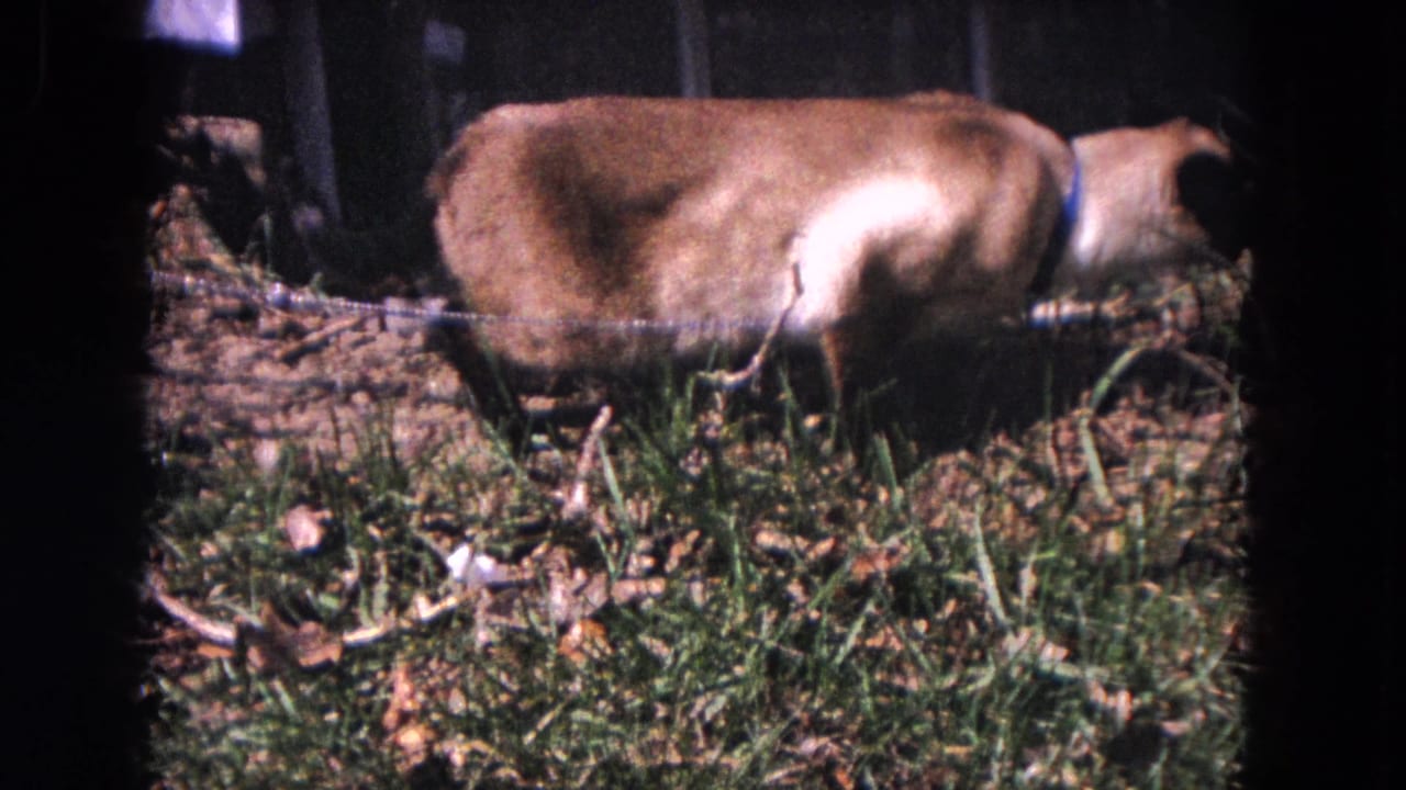 Light-colored dog with a blue collar walking beside a low chain fence in a grassy yard.