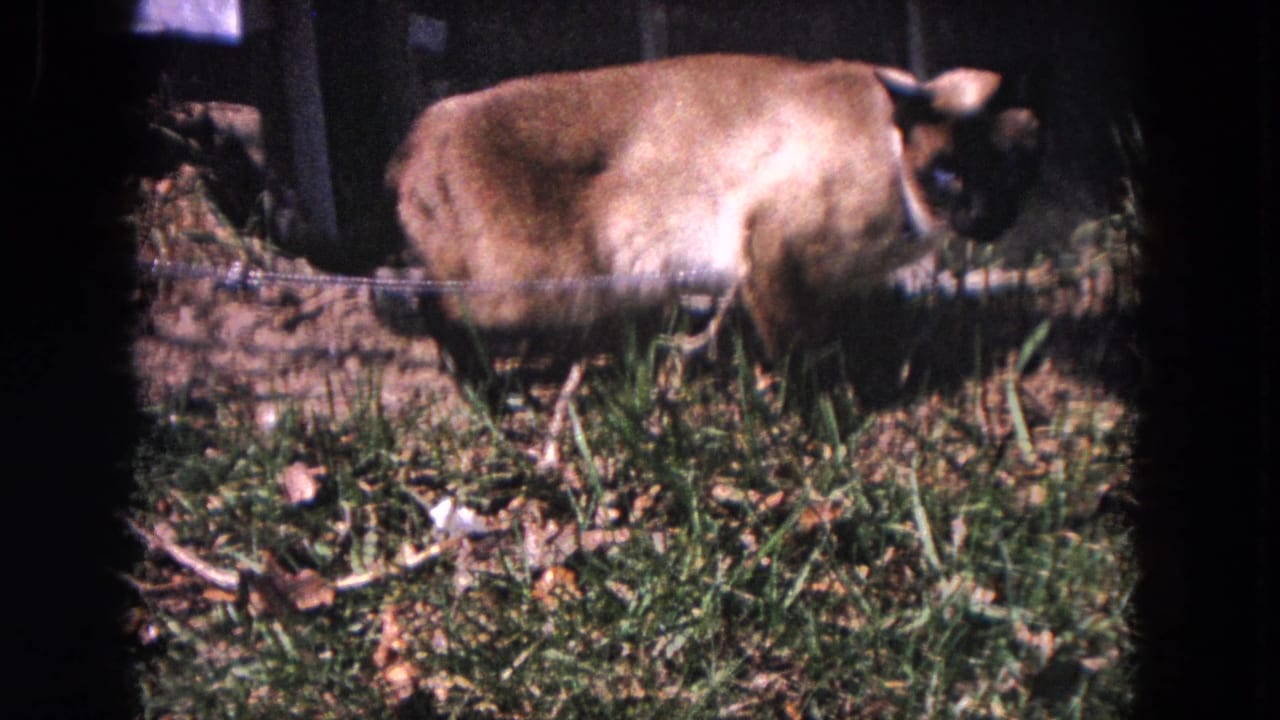 1964 Evanston frame with a light-colored dog turned toward the fence in a sunlit yard with scattered leaves.