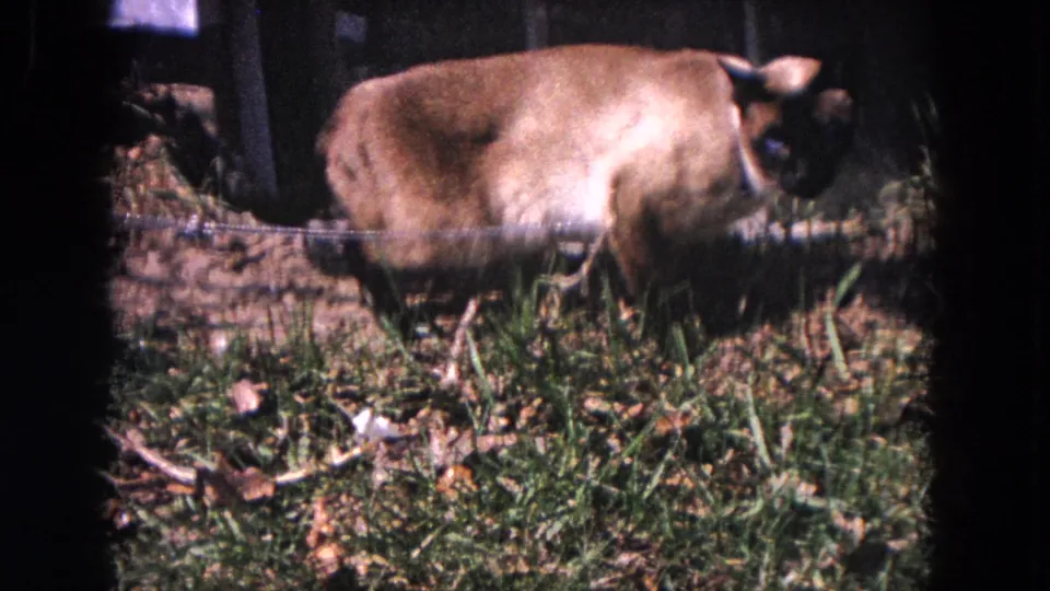 1964 Evanston frame with a light-colored dog turned toward the fence in a sunlit yard with scattered leaves.