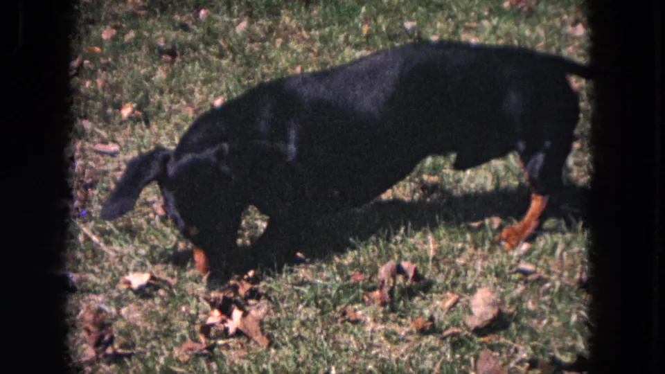 1964 Evanston home-movie frame showing a black and tan dachshund foraging low in the grass.