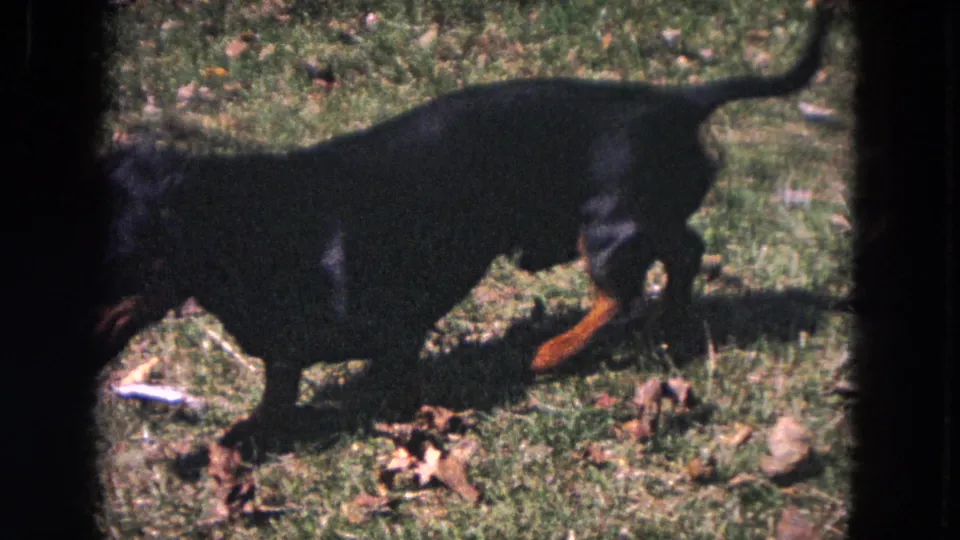 1964 Evanston frame showing a black and tan dachshund moving across a grassy yard in bright outdoor light.