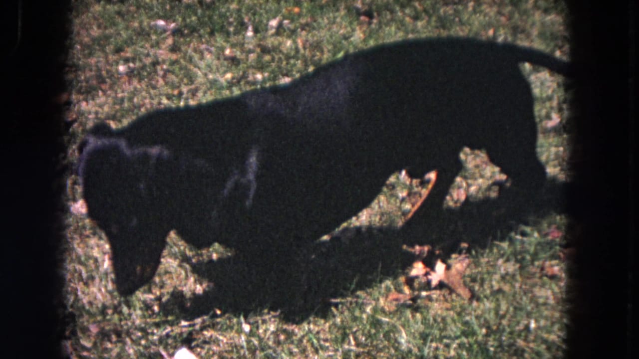Dachshund sniffing grass beside scattered leaves in a backyard.