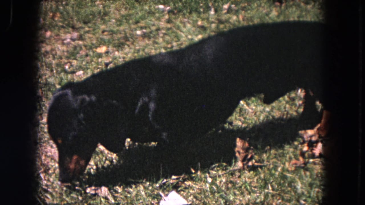 Black-and-tan dachshund continues sniffing across a grassy Evanston backyard in 1964 home-movie footage.