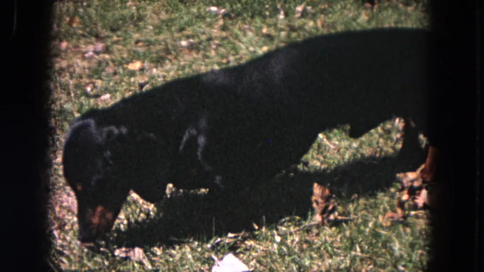 Black-and-tan dachshund continues sniffing across a grassy Evanston backyard in 1964 home-movie footage.
