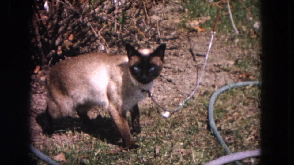 Siamese cat stands alert near garden soil, shrubs, and a hose in a 1964 Evanston backyard frame.