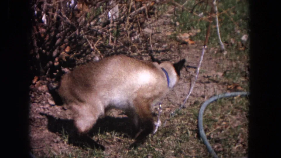 Siamese cat walks along a backyard garden edge near a curved hose in 1964 Evanston home-movie footage.