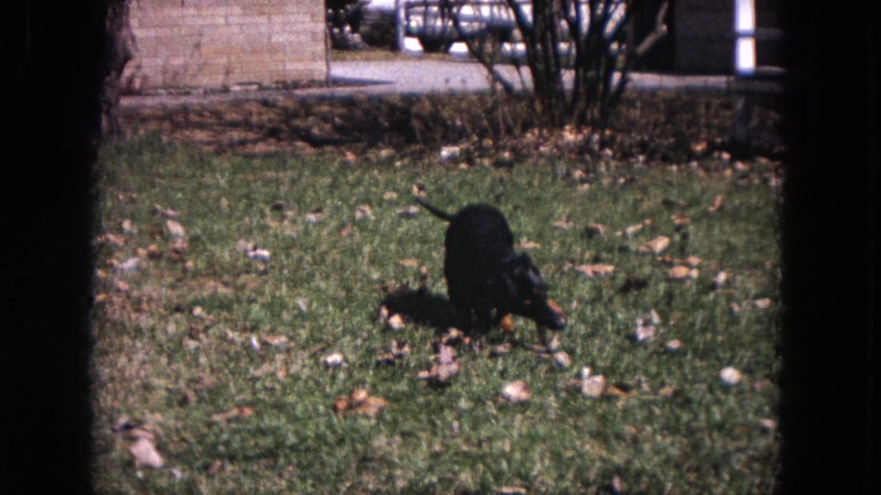 Black and tan dachshund puppy sniffing grass in a leaf-strewn yard.