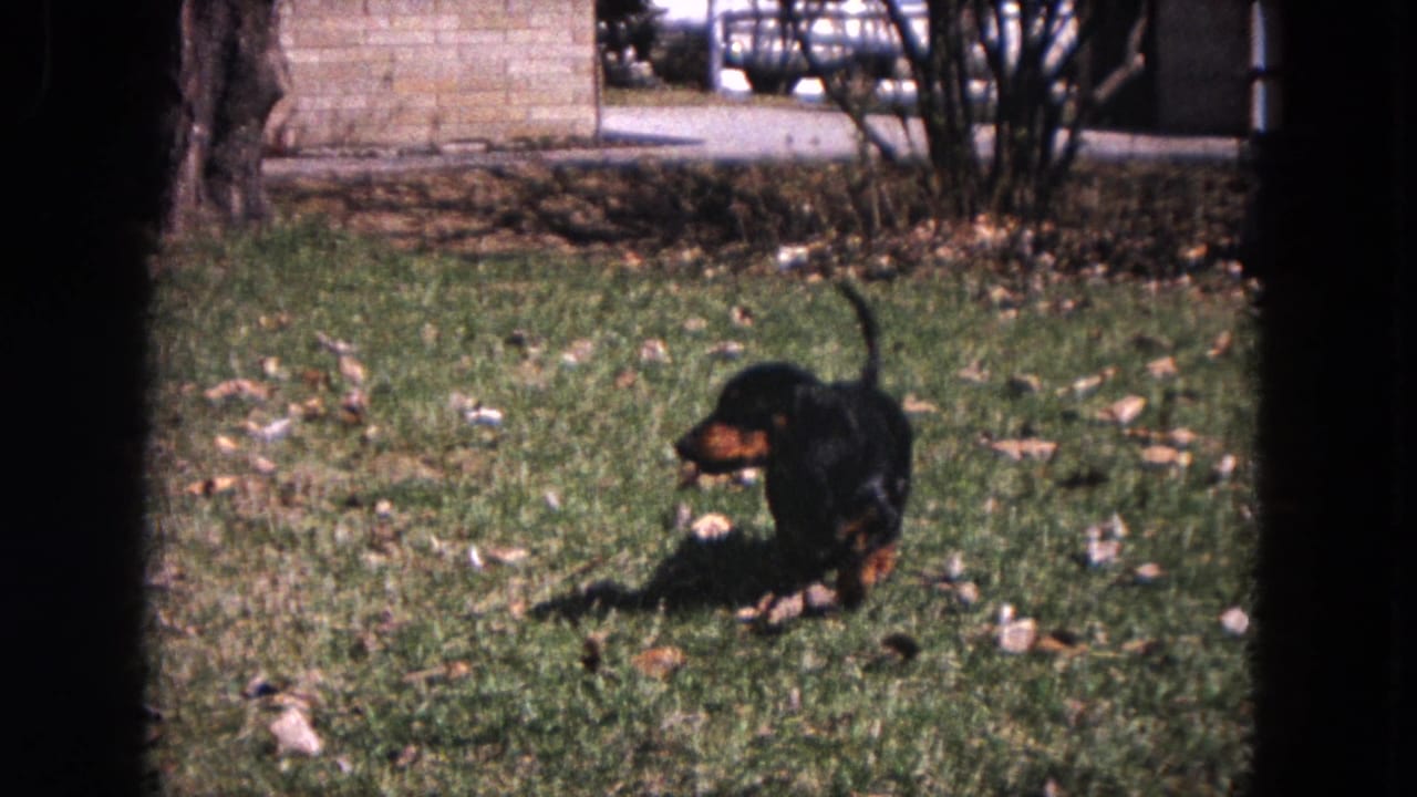 Dachshund puppy standing on grass with a small stick near its mouth.