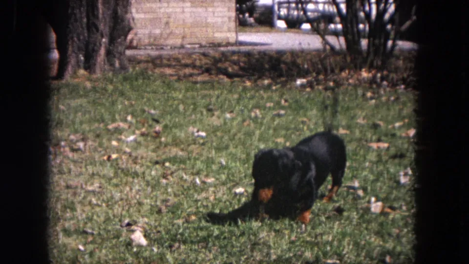 Black and tan dachshund puppy moving through a leaf-scattered Evanston lawn in 1964 home-movie footage.