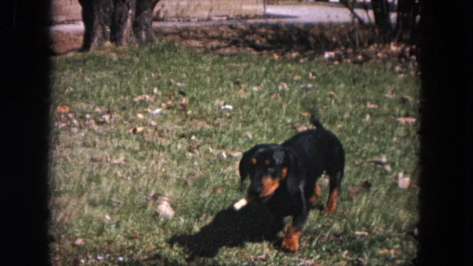 Dachshund puppy faces toward the camera in a sunny Evanston yard, with leaves and background trees visible in 1964 footage.