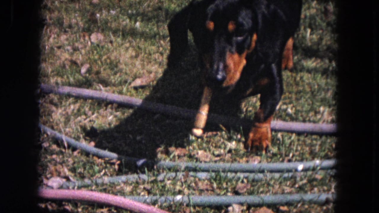 Black-and-tan dachshund standing on grass near garden hoses.