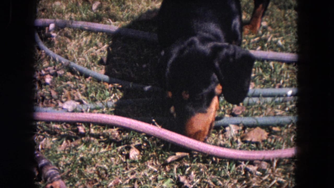 Dachshund lowers its head near hoses on a grassy lawn.