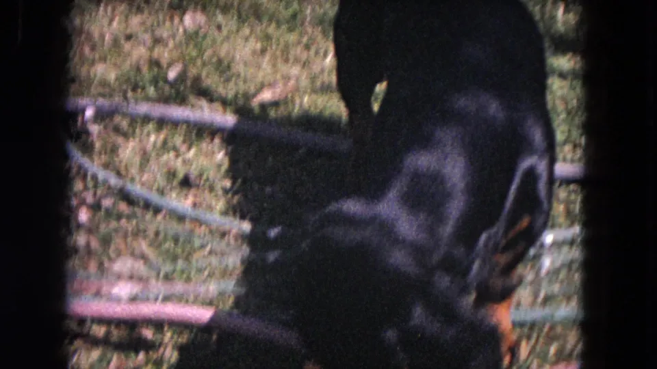 Close 8mm view of the dachshund moving across the Evanston lawn, with hoses and grass visible around it.