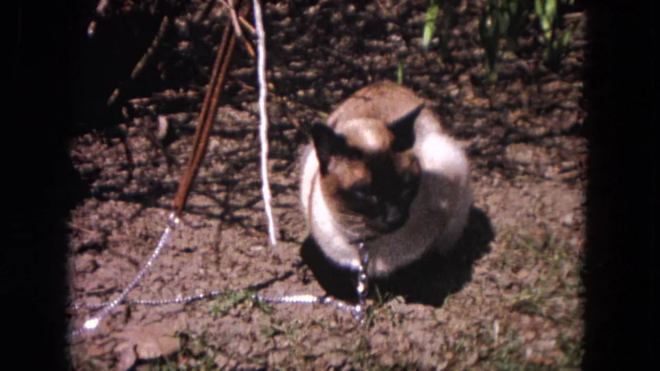 Siamese cat with dark points and a chain collar sits calmly on dirt in a 1964 Evanston backyard.