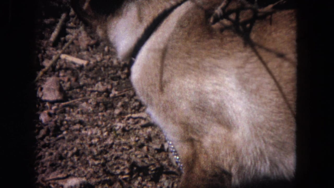 Close view of a Siamese cat on dirt with a chain leash partly visible.