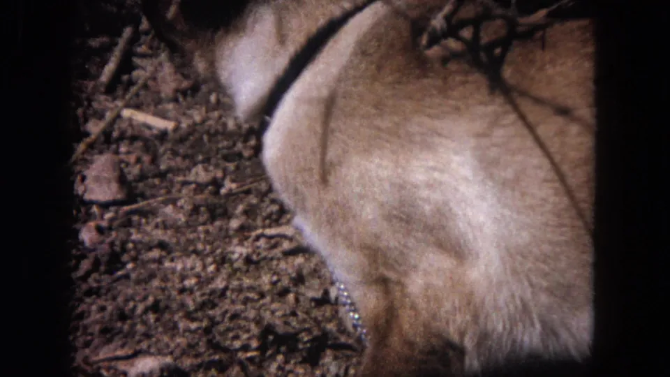 1964 Evanston home-movie frame showing a Siamese cat close to the ground, with collar and chain leash near twigs and dry leaves.