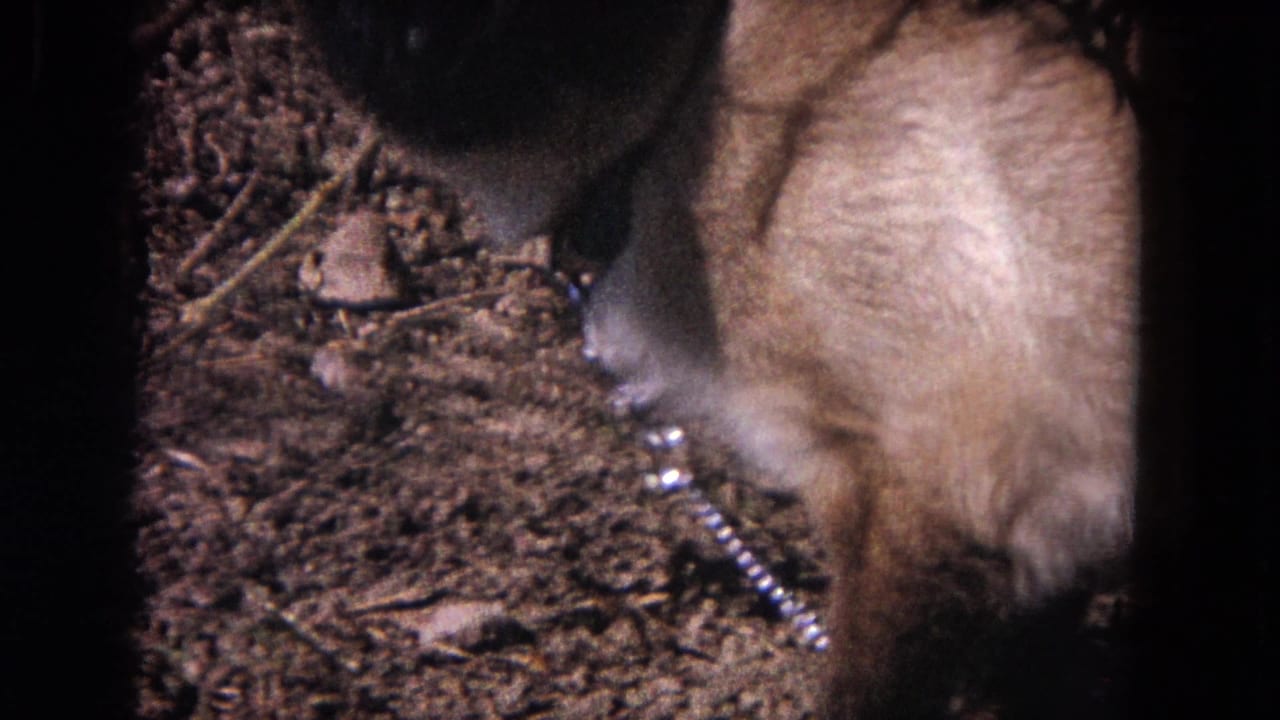 Siamese cat bends toward dirt beside a visible chain leash.