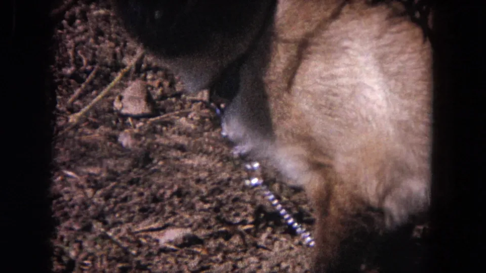 Close 8mm frame of the Siamese cat in Evanston, Illinois, with its dark muzzle near the ground and a shiny chain leash beside it.