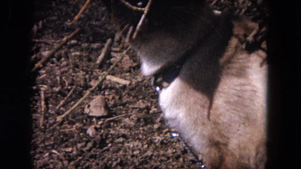 Overhead close-up from the 1964 8mm clip showing the Siamese cat turning on dirt and leaf litter, with its collar and chain leash partly visible.