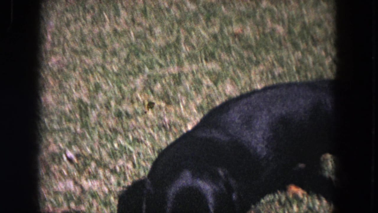 A black-and-tan dachshund appears partly cropped in a grassy Evanston yard in this 1964 8mm home-movie frame.