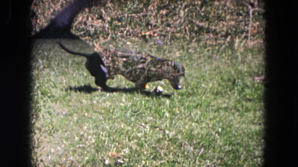 The dachshund walks through grass near dry yard vegetation, with soft 8mm focus and black film borders visible.