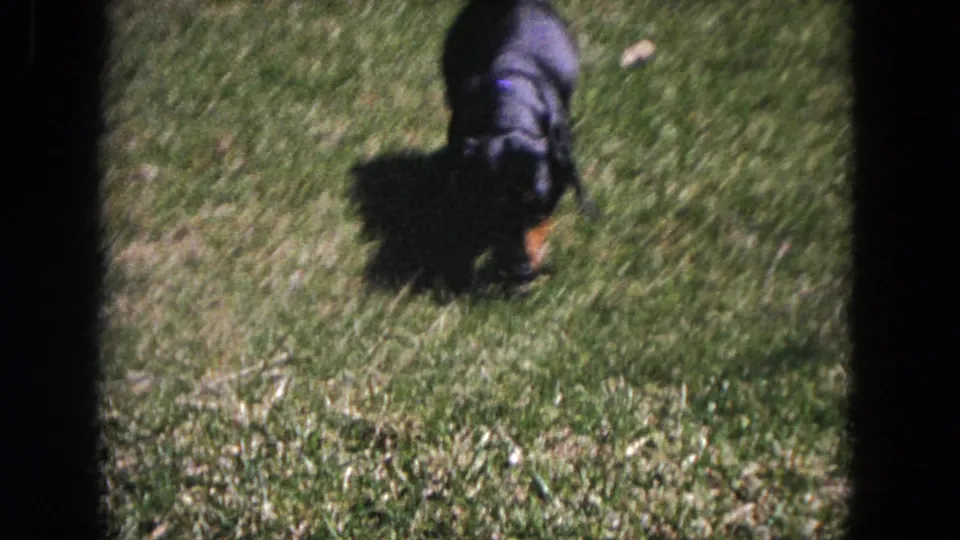 A close, top-down home-movie view shows the dachshund in the grass, its black coat catching light against the lawn.