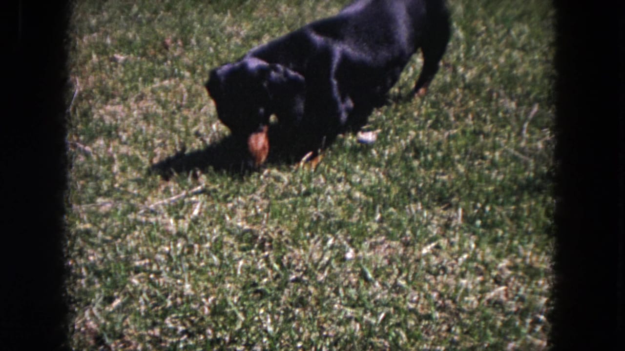 Black and tan dachshund sniffing a sunlit grassy lawn.