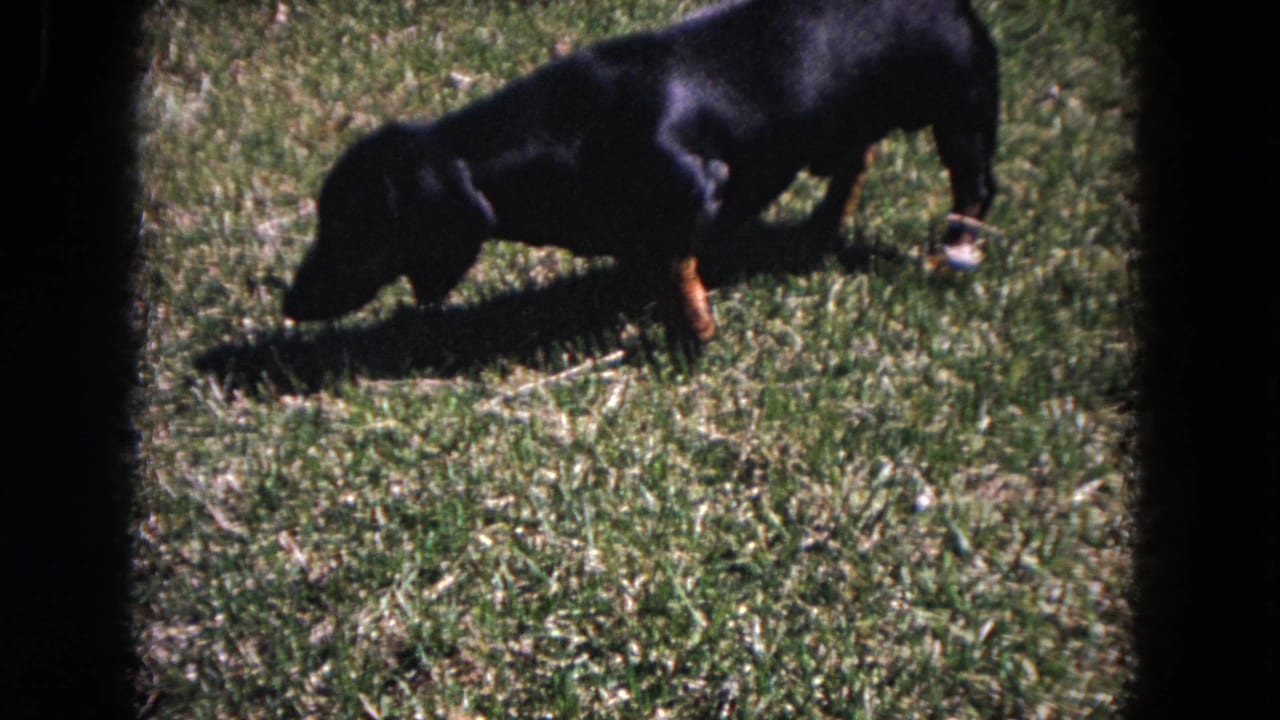 The dachshund moves across a sunlit lawn with its head down in the 1964 Evanston home-movie frame.