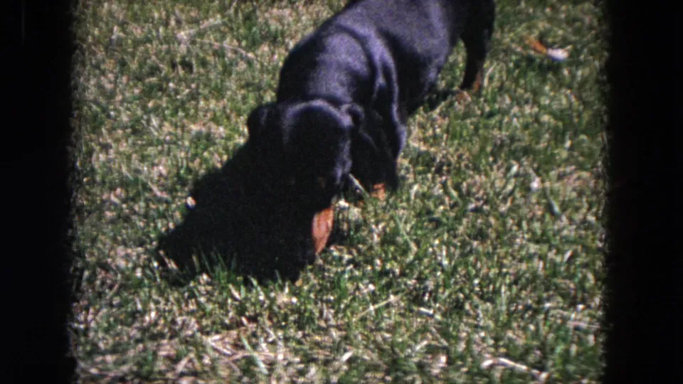 A closer 8mm frame shows the dachshund sniffing the lawn, with dark borders and visible film grain.