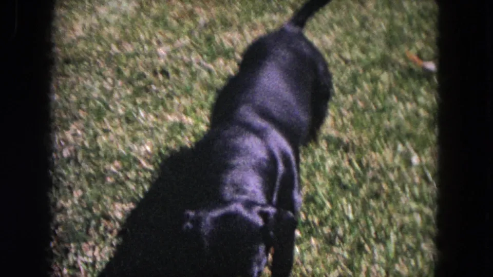 The dachshund is partly turned away on the grass, framed by the dark edge of the 8mm scan.