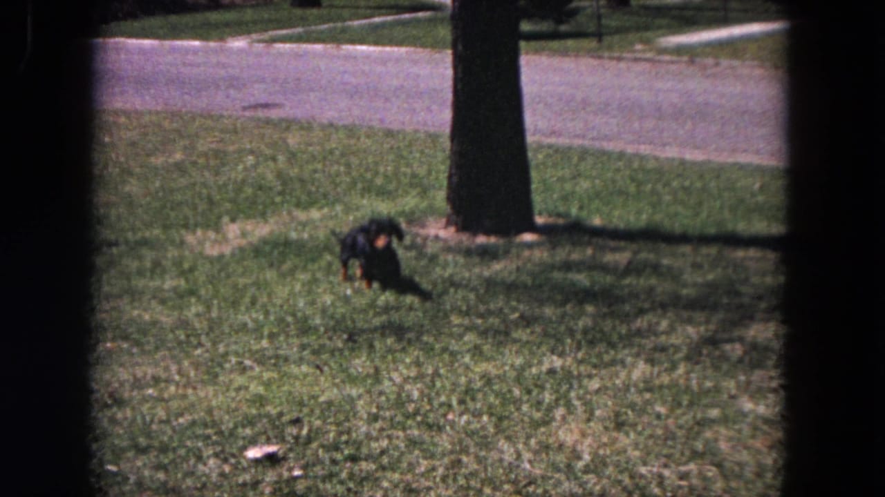 Small dachshund on a green lawn near a tree trunk and sidewalk edge.