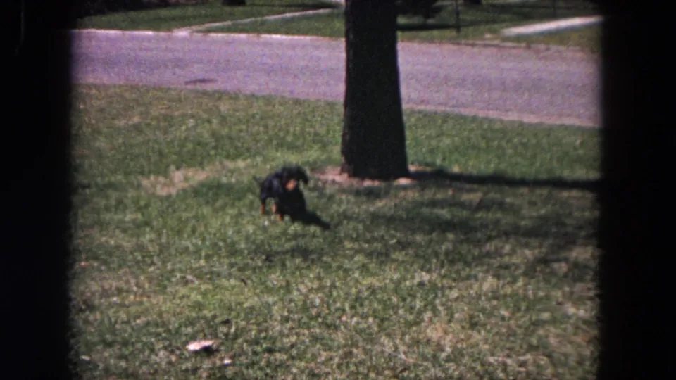 A black-and-tan dachshund wanders across a sunlit Evanston lawn in this 1964 8mm home-movie frame.