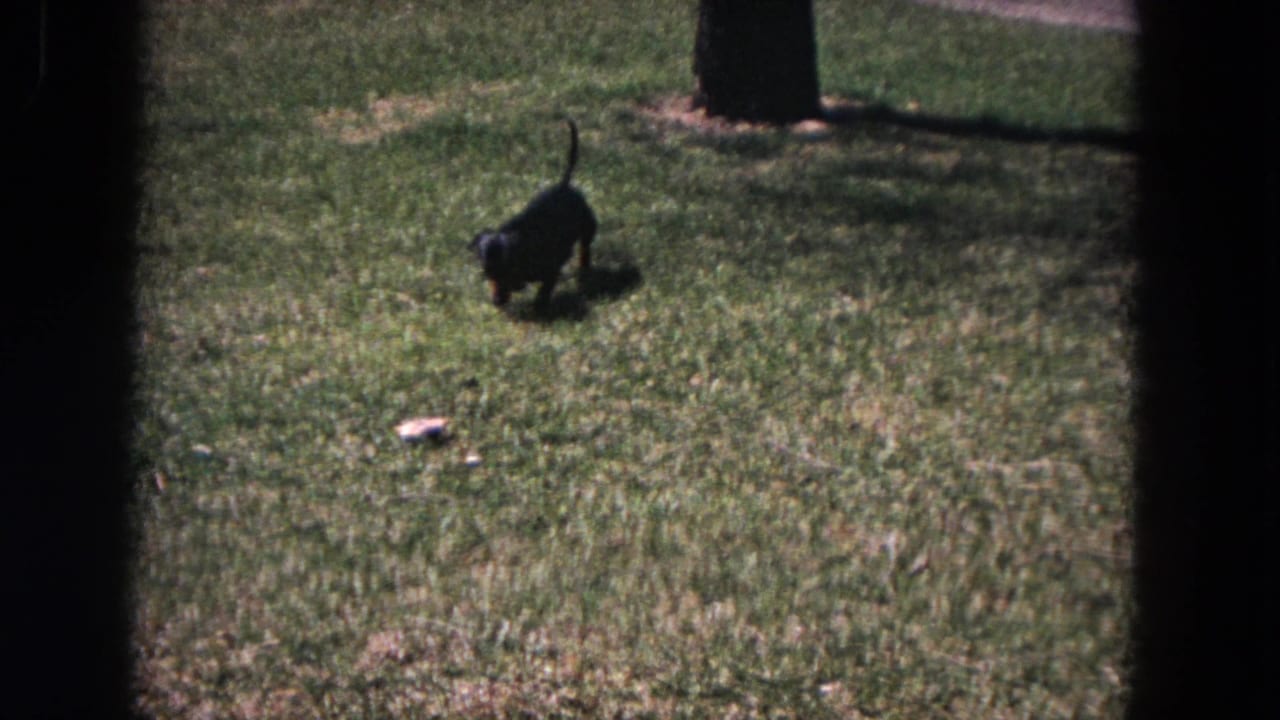 The dachshund pauses with its nose down in the grass, framed by lawn, tree shadows and 8mm film borders.