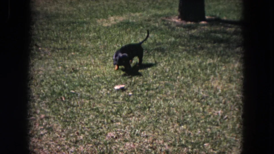 A close home-movie view shows the dachshund sniffing the Evanston yard grass, with grain, soft color and lawn texture visible.