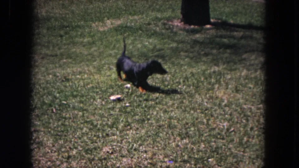 The small black-and-tan dachshund walks through the 1964 Evanston lawn scene, tail raised and body caught in soft 8mm color.