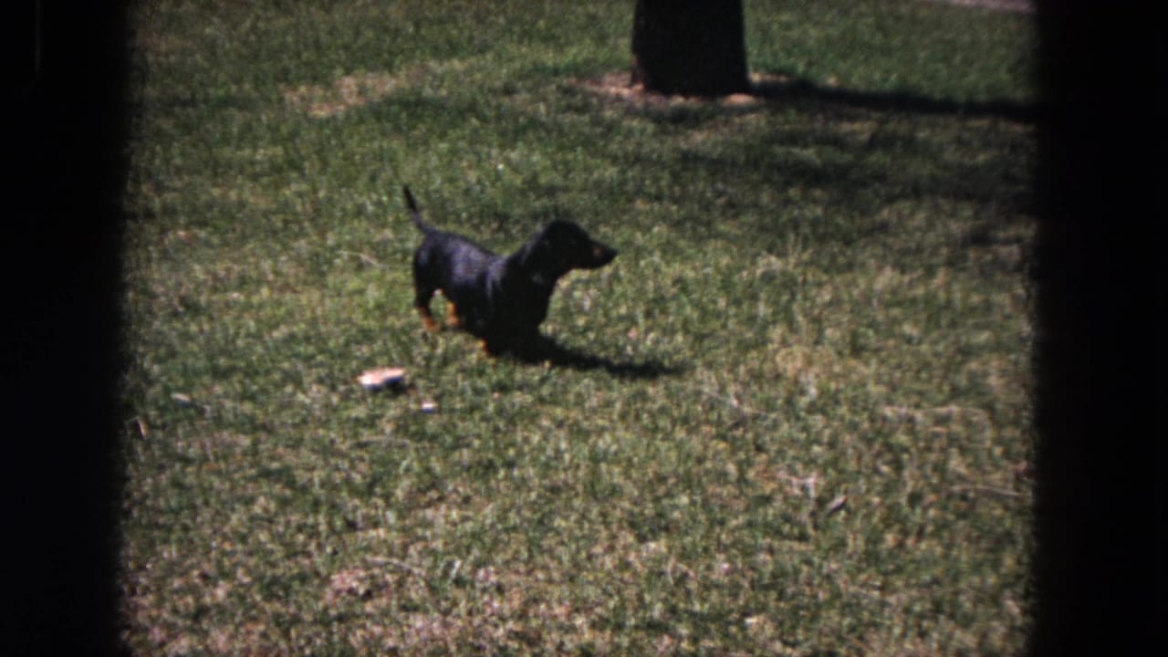 Small black dachshund standing on a green lawn with tree shadows.